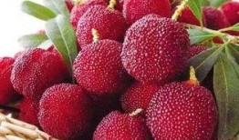 大强杨梅爆料视频,揭秘杨梅产业的秘密与真相